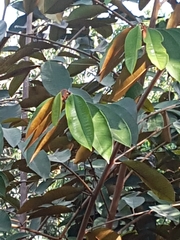 Chrysophyllum cainito