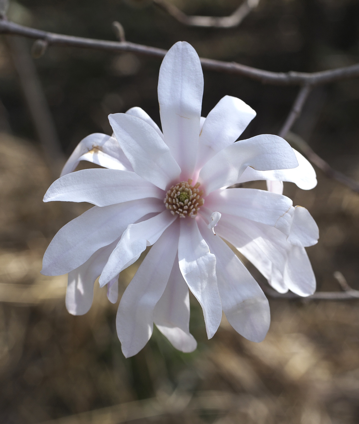 magnolias (Genus Magnolia) · iNaturalist