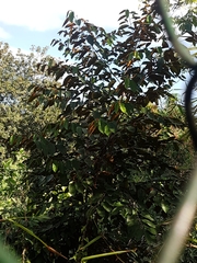 Chrysophyllum cainito