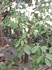 Chrysophyllum cainito