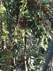 Chrysophyllum cainito