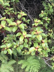 Perrottetia sandwicensis