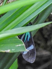 Mydromera notochloris