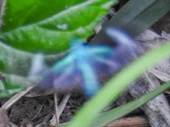 Mydromera notochloris