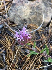 Monardella purpurea