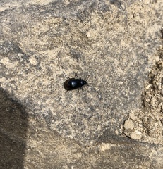 Gastrophysa atrocyanea