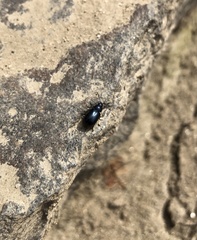 Gastrophysa atrocyanea
