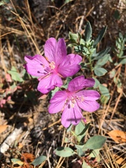 Epilobium rigidum