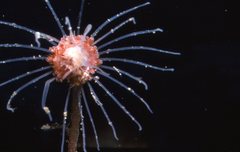 Tubulariidae