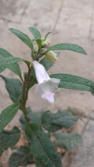 Sesamum indicum