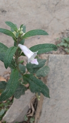 Sesamum indicum