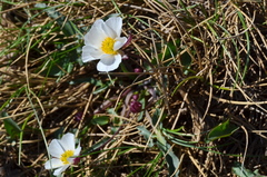 Ranunculus acetosellifolius