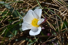 Ranunculus acetosellifolius
