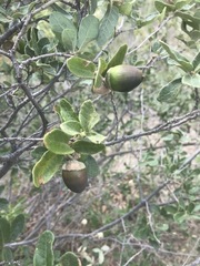 Quercus striatula