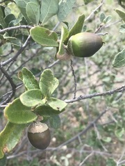 Quercus striatula