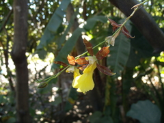 Oncidium graminifolium