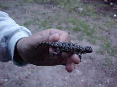 Sceloporus lemosespinali