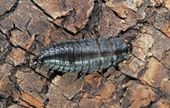 Silpha carinata