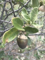 Quercus striatula