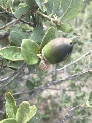 Quercus striatula