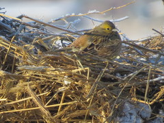 Emberiza citrinella × leucocephalos