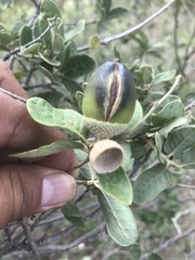 Quercus striatula