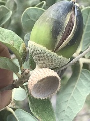 Quercus striatula