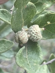 Quercus striatula