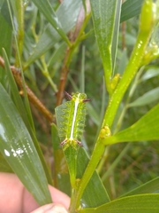 Anaxidia lactea