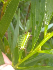 Anaxidia lactea