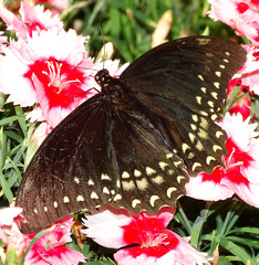 Papilio menatius victorinus