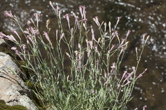 Silene brahuica