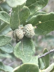 Quercus striatula