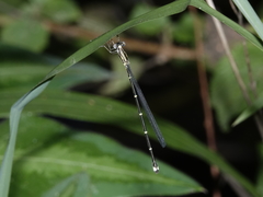 Labidiosticta vallisi