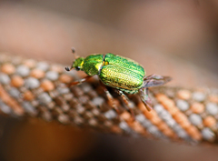 Diphucephala colaspidoides