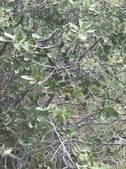 Quercus striatula
