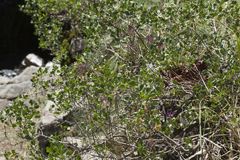 Atraphaxis pyrifolia