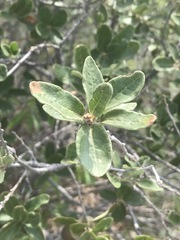 Quercus striatula