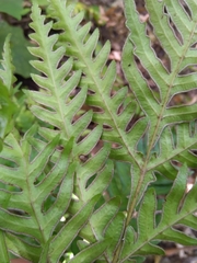 Pteris carsei