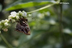 Anteros carausius carausius