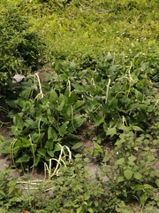 Vigna unguiculata sesquipedalis