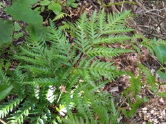 Pteris carsei