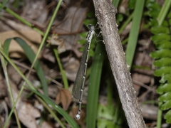 Labidiosticta vallisi