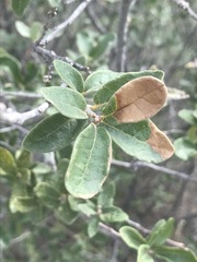Quercus striatula