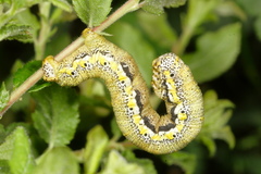 Lycia florentina