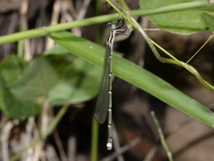 Labidiosticta vallisi