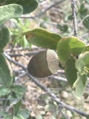 Quercus striatula