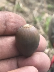 Quercus striatula