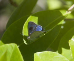 Hypolycaena phorbas