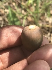 Quercus striatula